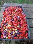 Chinese hot peppers